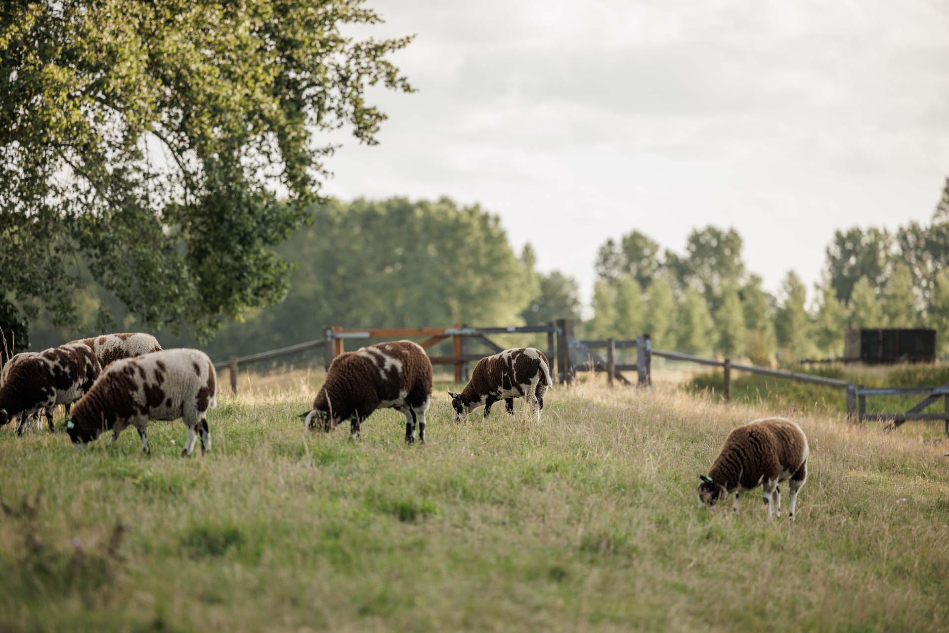 Schafe auf einer Wiese in Winterswijk