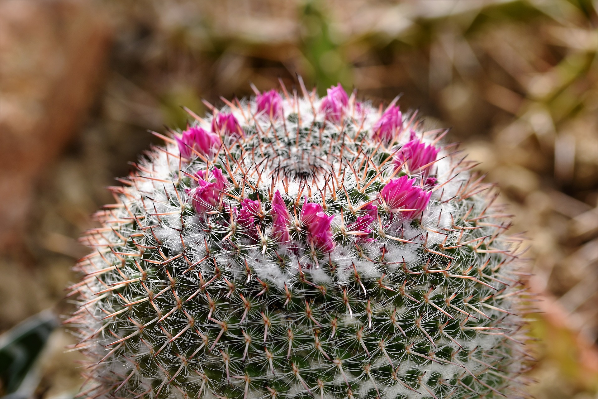 Cactus Oase